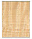 material swatch of curly maple hardwood